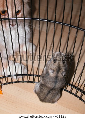 cat and mouse in cage (actually siberian hamster)