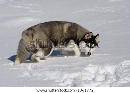 husky in snow walking in a wolfish manner