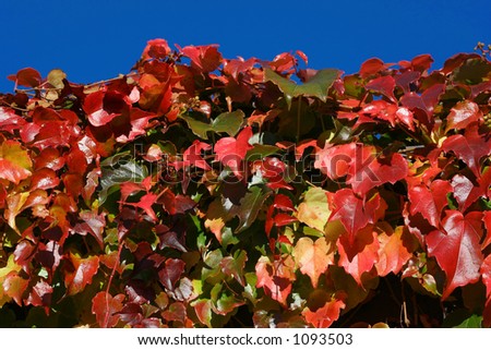 red ivy in october