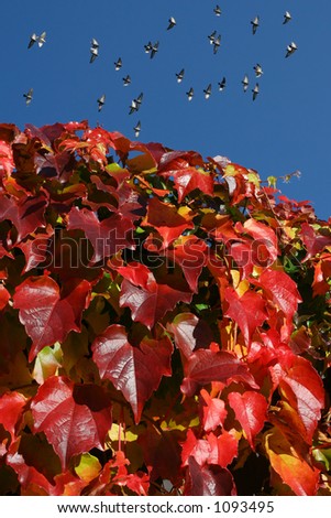 red ivy in october with flying doves in the background