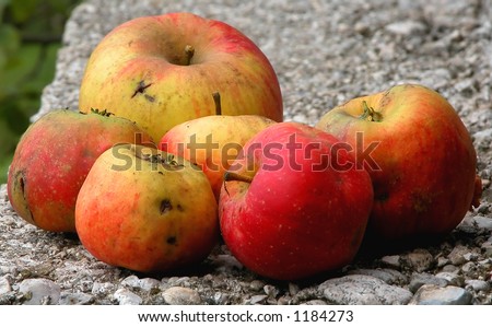 six ugly autumn apples on a porch