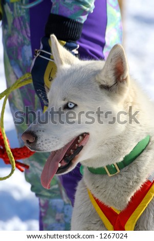 Sledge Race