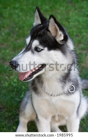 husky dog posing