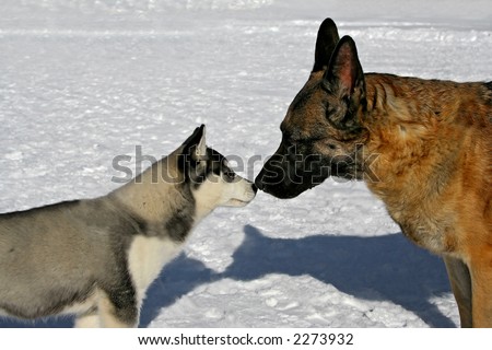 huge husky