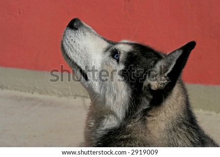 husky dog looking up