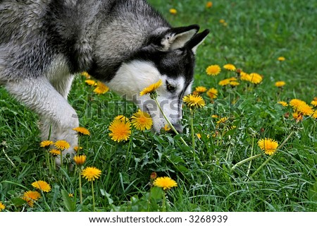 husky dog sniffing dandelions