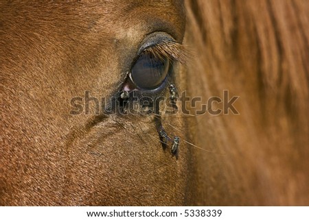 a brown horse