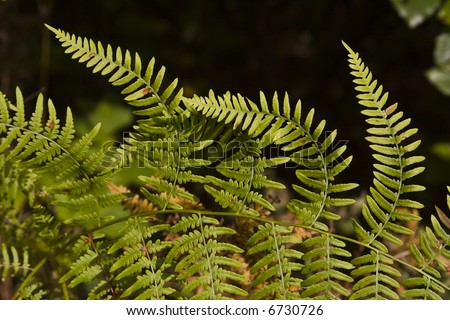 fern plant, black background