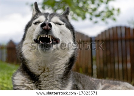 yawning husky dog looking silly as if making a grin or as if speaking