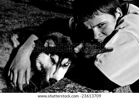 Black And White Husky Dogs. a siberian husky dog,