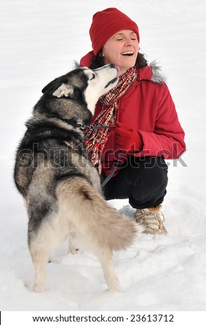 siberian husky puppies in snow. stock photo : siberian husky