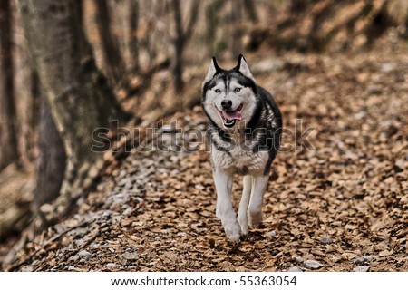 husky dog running in an autumn forest