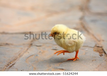 Small chicken running