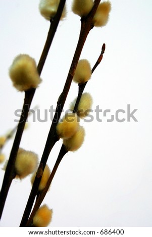 Lunar New Year traditional decorative plants.