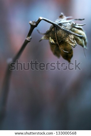 A close up photography of a dried  flower