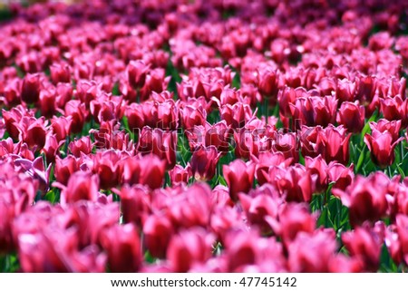 Group of transparent pink tulips, sun is lighting from behind