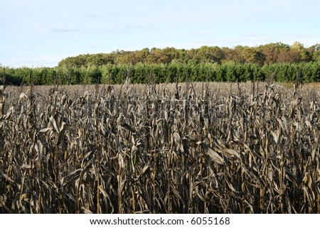 Expired corn crop