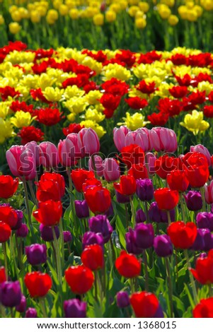 Multi-colored tulips in the spring