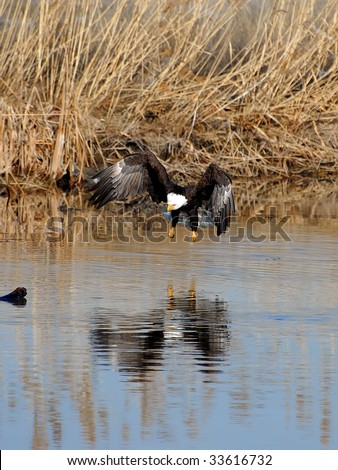 Bald Eagle preparing to grab a fish at Farmington Bay, Utah
