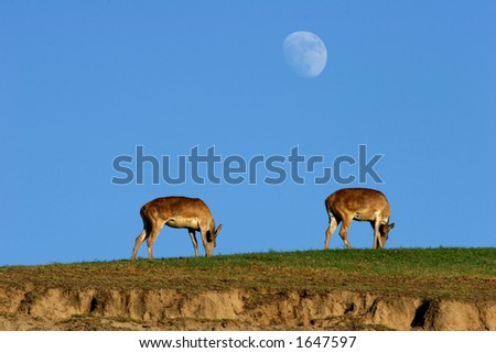 antelope and moon 2