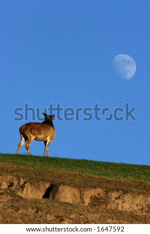 antelope and moon