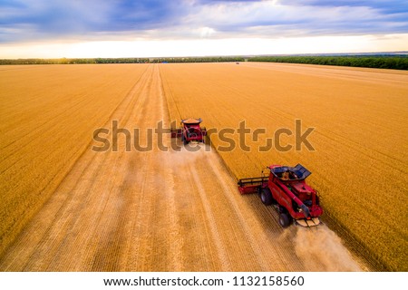 Harvesting of wheat in summer. Two red harvesters working in the field. Combine harvester agricultural machine collecting golden ripe wheat on the field. View from above.