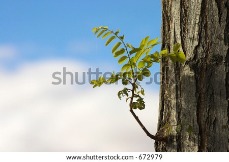 young tree shoot with blue sky in the background. Only the shoot and the tree in focus.