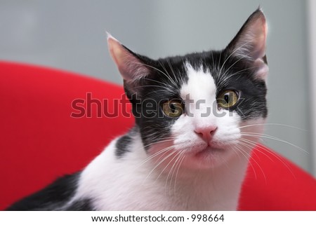 Black and white cat looking at the camera.