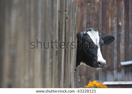 A Cow looking through a fence