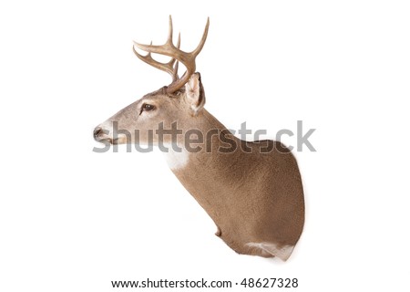 Deer Side View