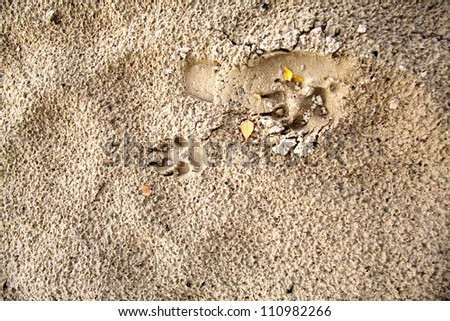 dog footprints on the fine beach sand