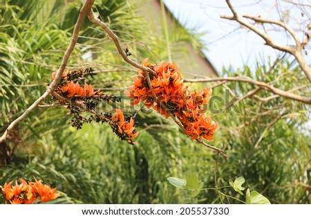 Beautiful orange flowers African tulip tree