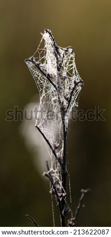 withered plant with spider webs on a sunny morning