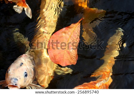beautiful autumn leaves and carp in the pond in the park