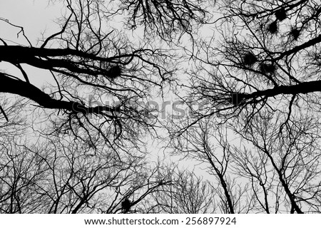 Photo crown of beautiful trees with nests in winter park