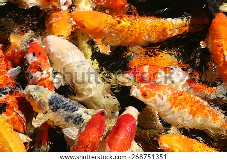 beautiful bright colorful carp in the pond in the park