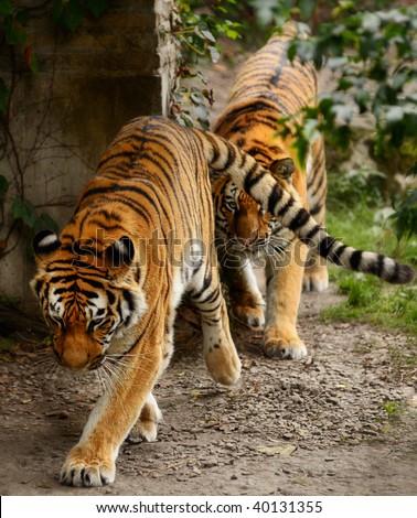 Male and female tigers walking in single file