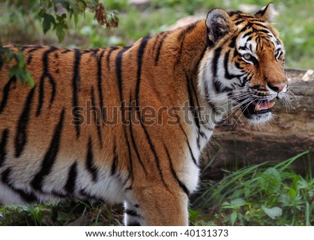 Closeup of angry tiger standing in the wild