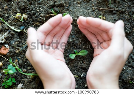 new sprout in girl\'s hand.