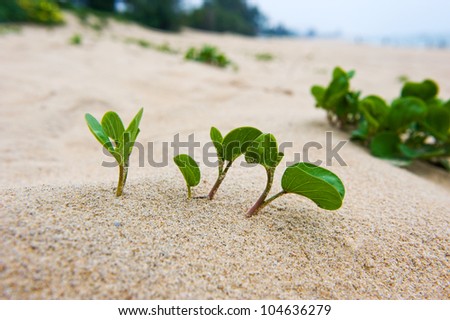 Top view of small plant in sand desert.