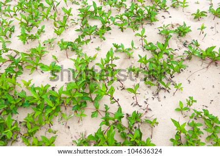 top view of small plants in sand desert.