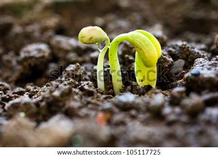 Close-up of seedling of bean growing out of soil