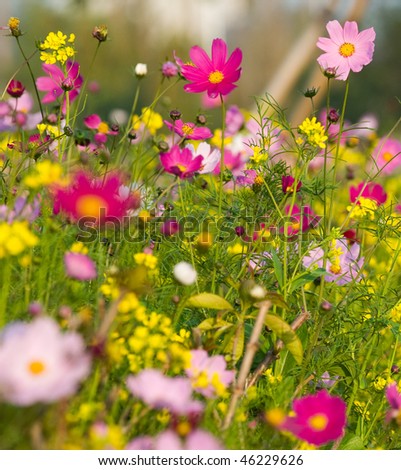 Colorful Wildflowers