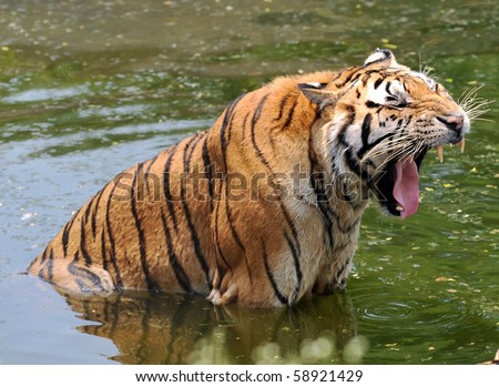 manchurian tiger in the water open its mouth.