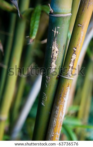 Years of graffiti can be seen on the stalks of bamboo.