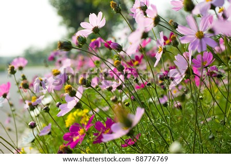 Colorful Wildflowers