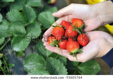 fresh picked strawberries in hand.