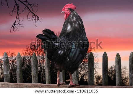 black cock sitting on the fence in the village. The rising of the sun. The dawn.