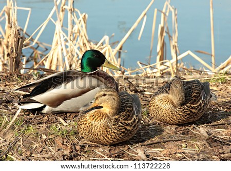 three wild ducks, one duck and two ducks, sleeping side by side on the Bank of the river.