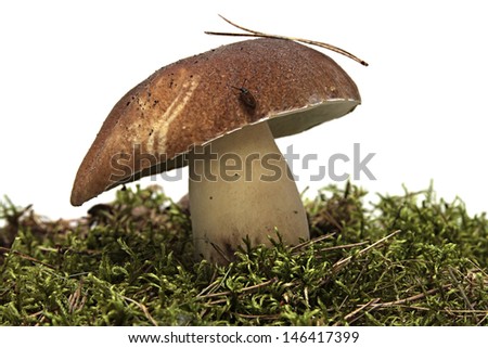 cep.  Boletus mushroom and green moss isolated on a white background. fungus.